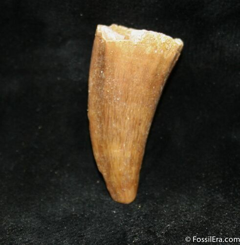 Inch Mosasaurus Tooth #983